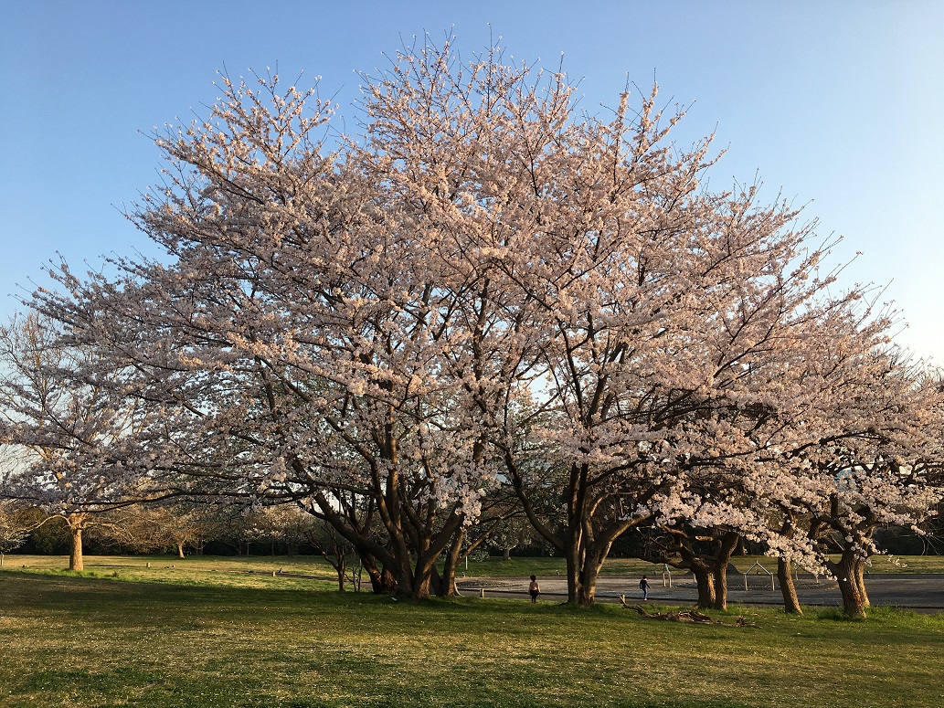 桜　2018年春