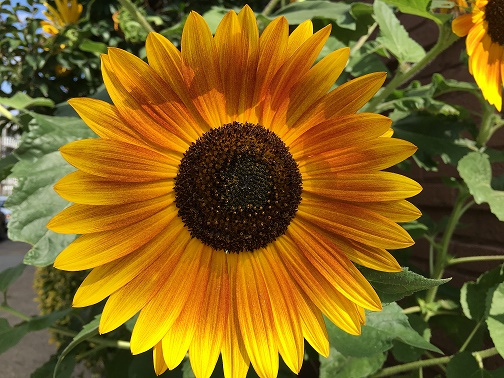 sun-flower-2017.jpg