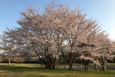 Sakura in Spring 2018