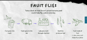 Fruit Flies