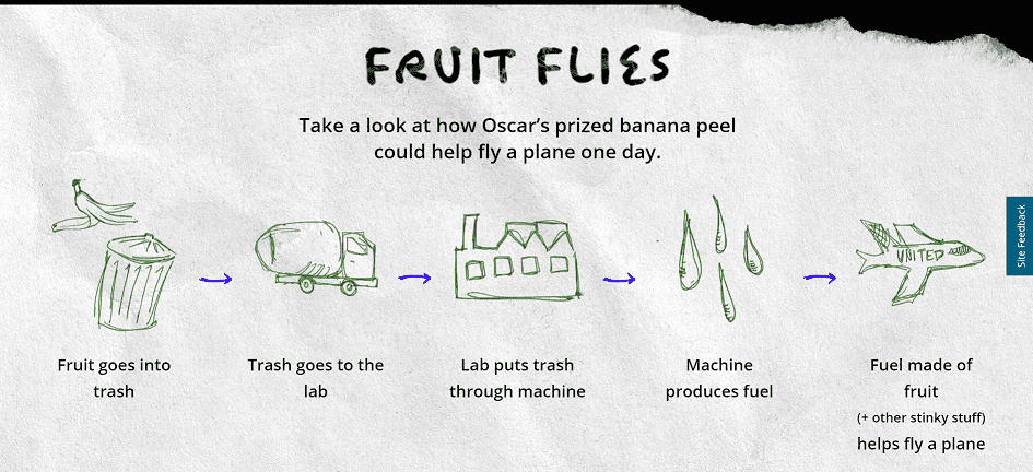 Fruit-Flies-banana.png